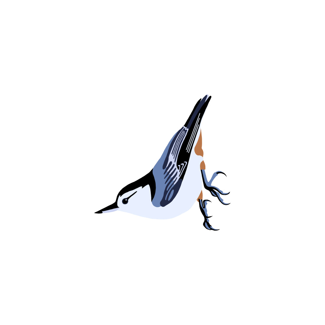 White-breasted Nuthatch