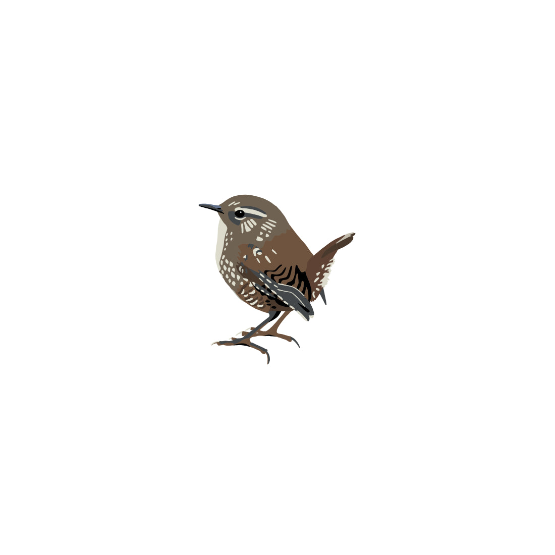 Winter Wren