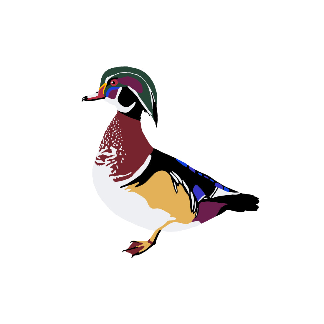 Wood Duck