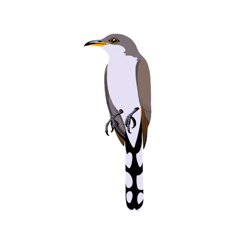 Yellow-Billed Cuckoo