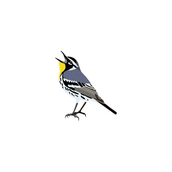 Yellow-throated Warbler