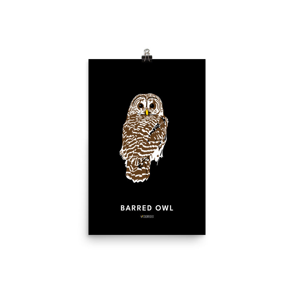 Barred Owl Poster