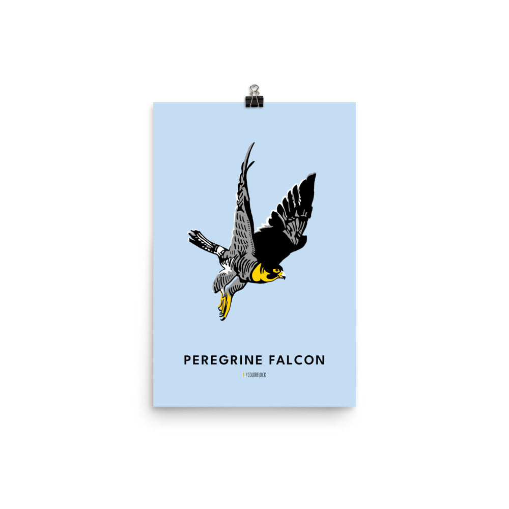 Peregrine Falcon Poster