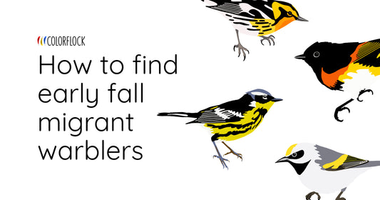 The best way to find early fall migrant warblers