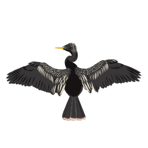 Anhinga