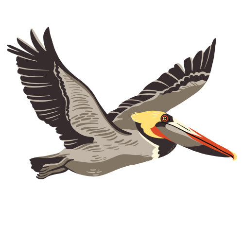 Brown Pelican