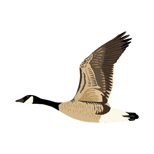 Canada Goose