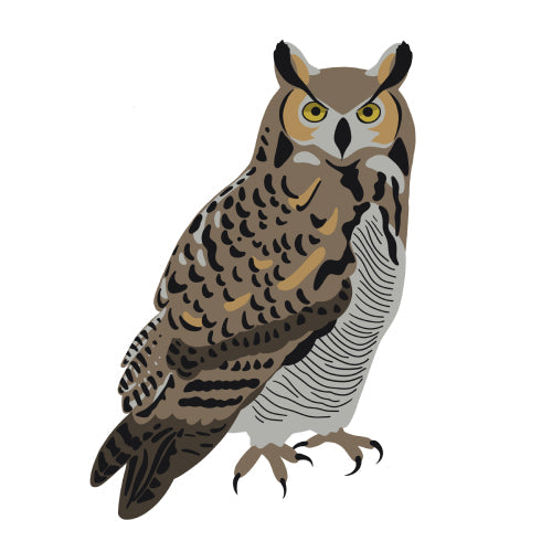 Great Horned Owl