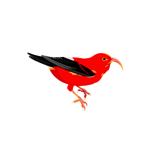 'I'iwi
