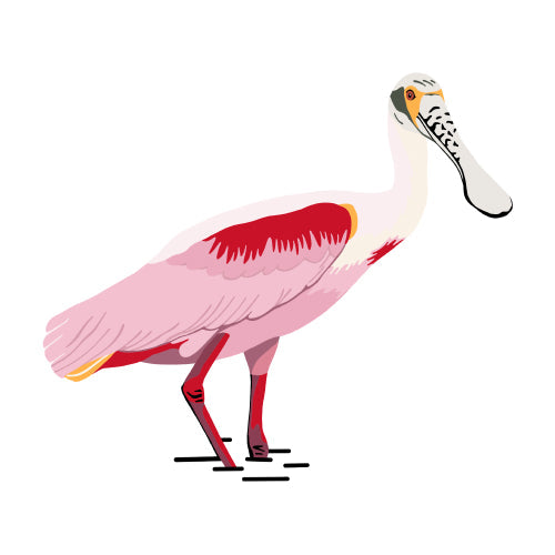 Roseate Spoonbill