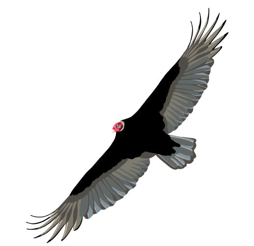 Turkey Vulture