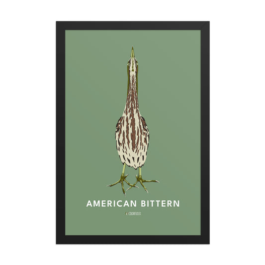 American Bittern Poster