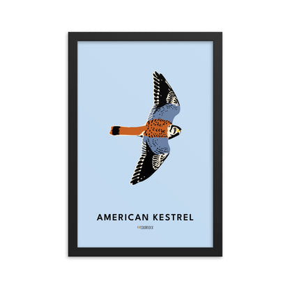 American Kestrel Poster