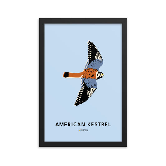 American Kestrel Poster