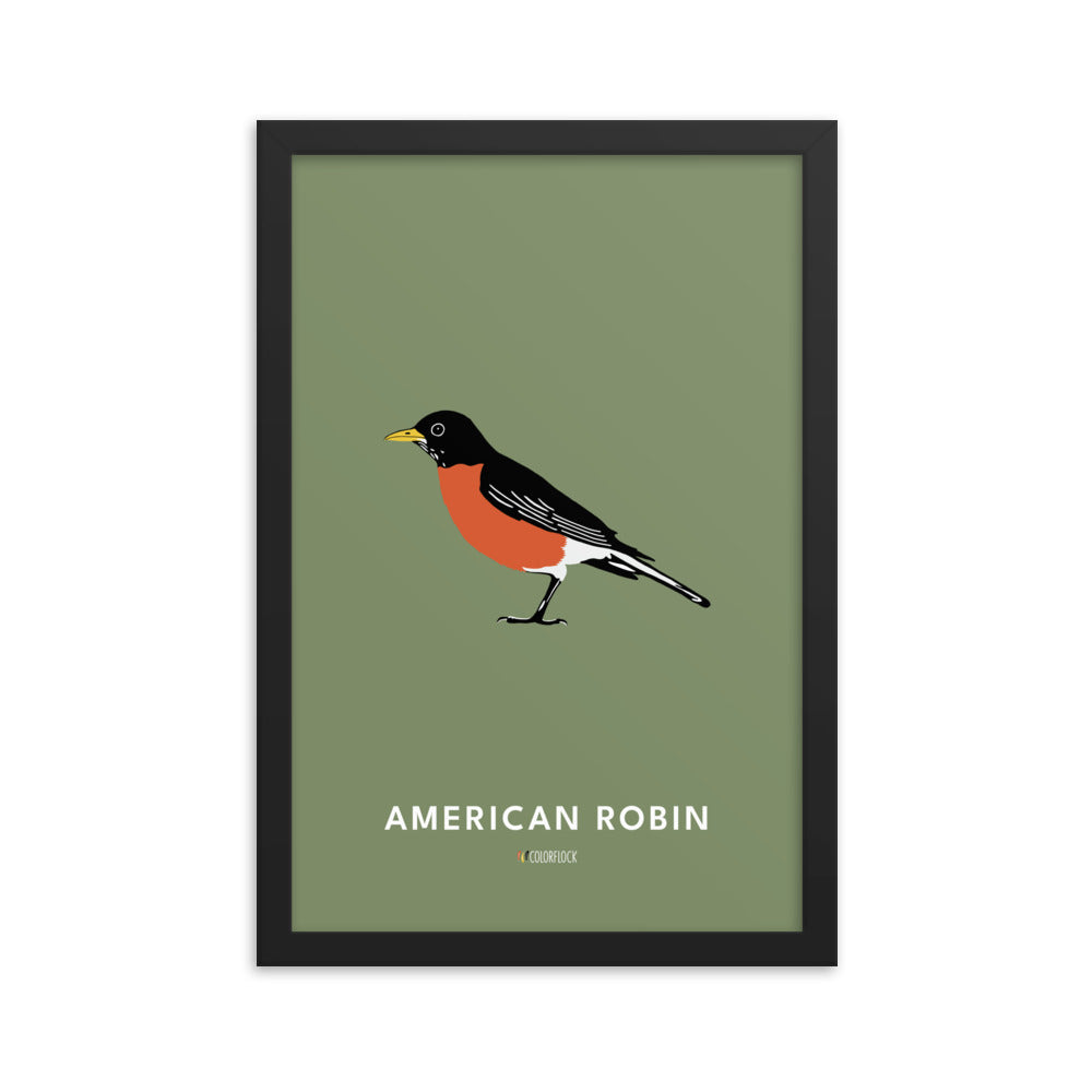 American Robin Poster