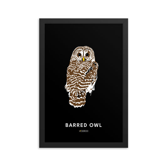 Barred Owl Poster