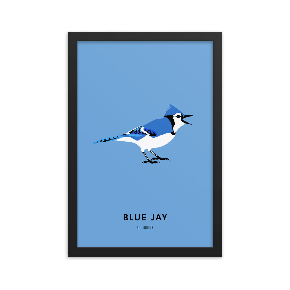 Blue Jay Poster