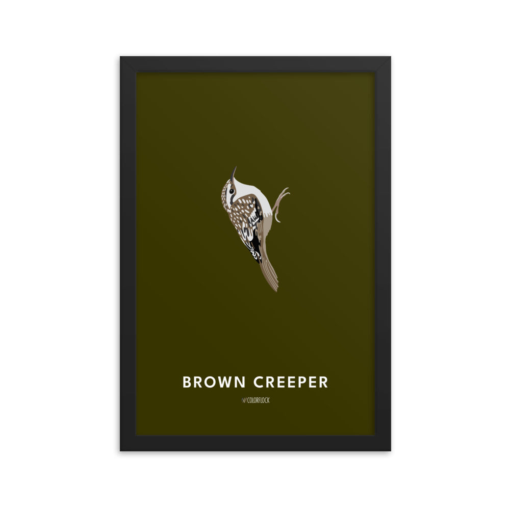 Brown Creeper Poster