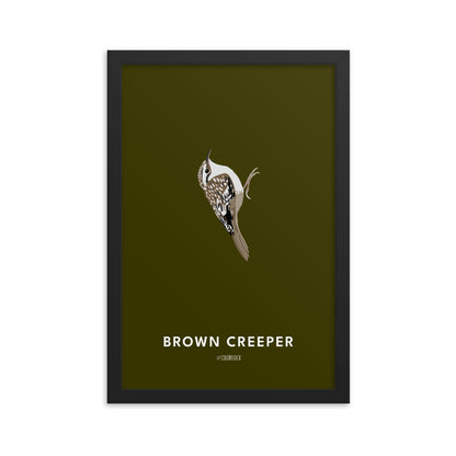Brown Creeper Poster