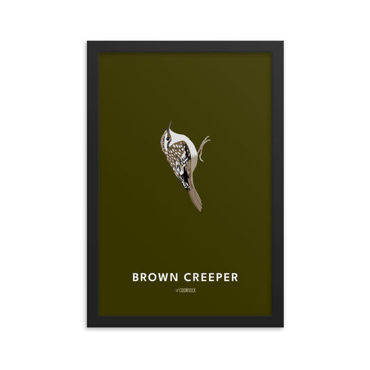 Brown Creeper Poster