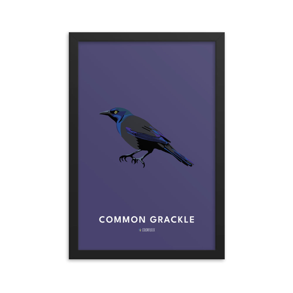 Common Grackle Poster