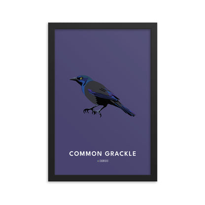 Common Grackle Poster
