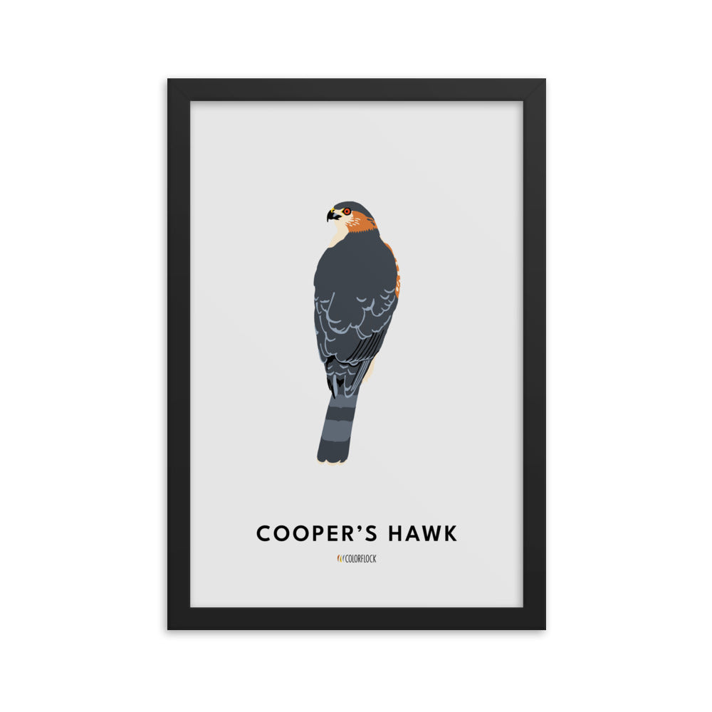 Cooper's Hawk Poster