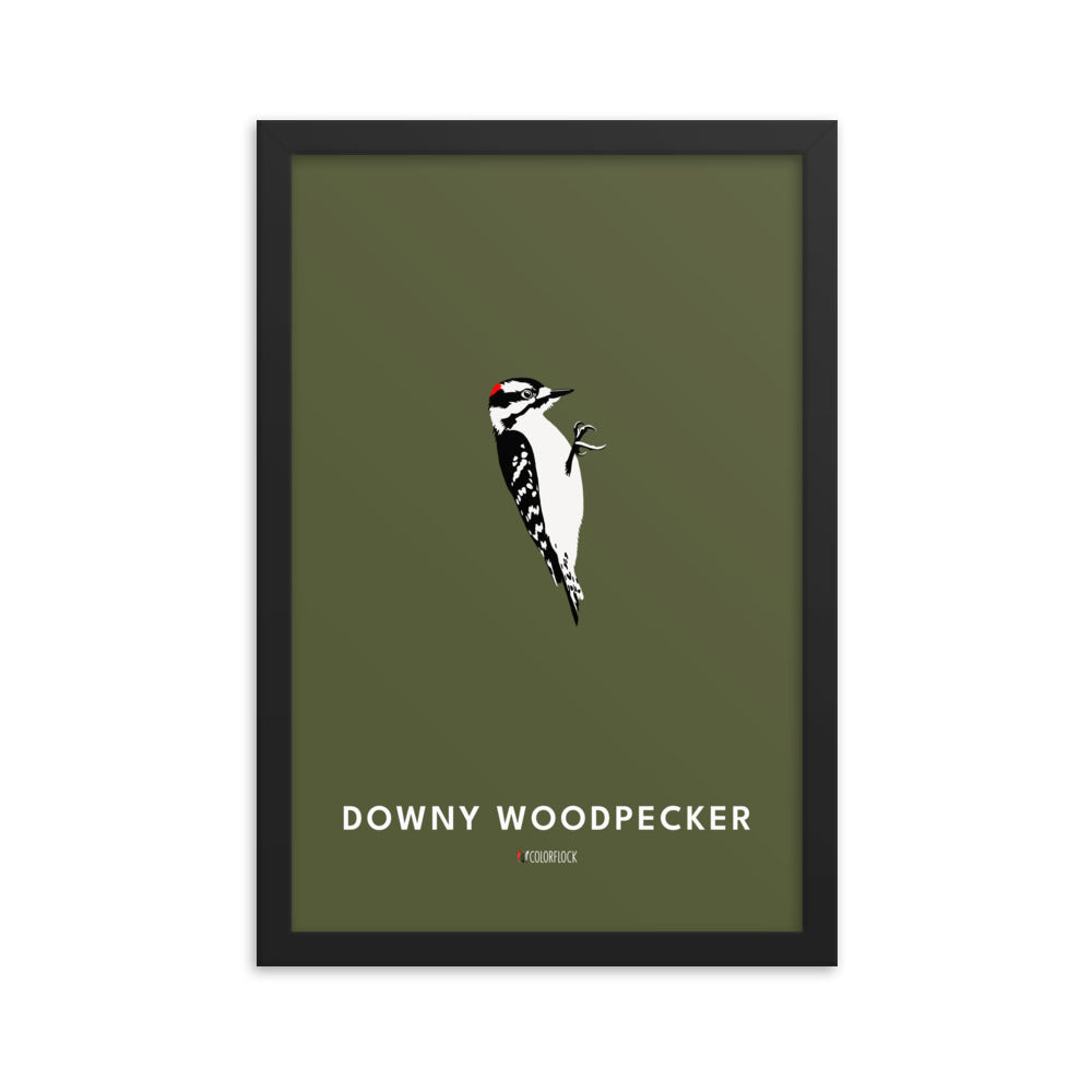 Downy Woodpecker Poster