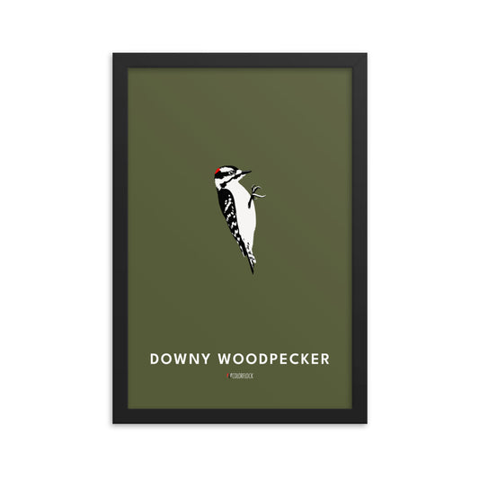 Downy Woodpecker Poster