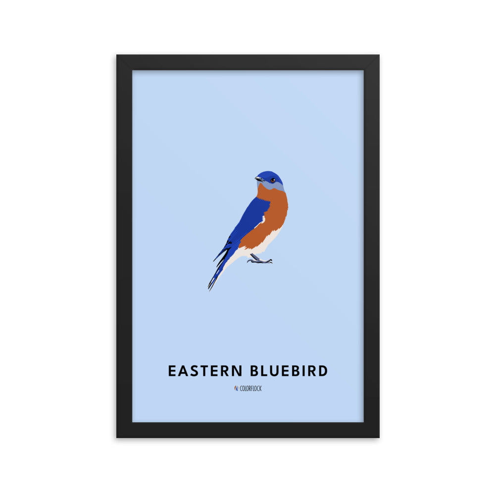 Eastern Bluebird Poster