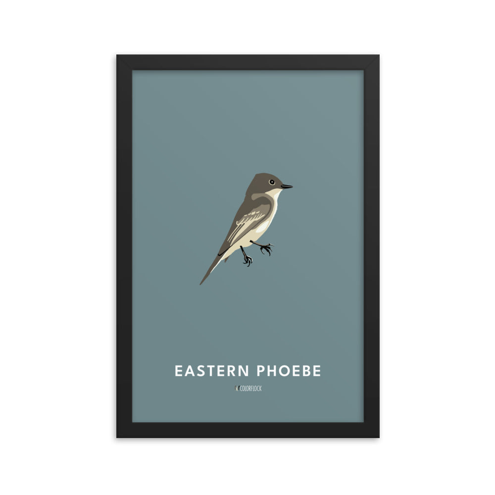 Eastern Phoebe Poster