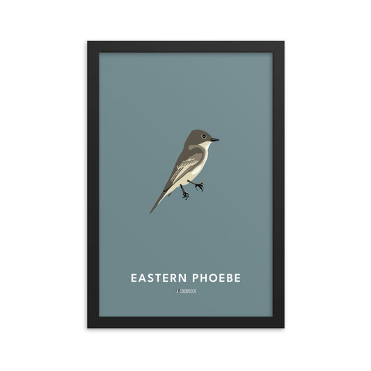 Eastern Phoebe Poster