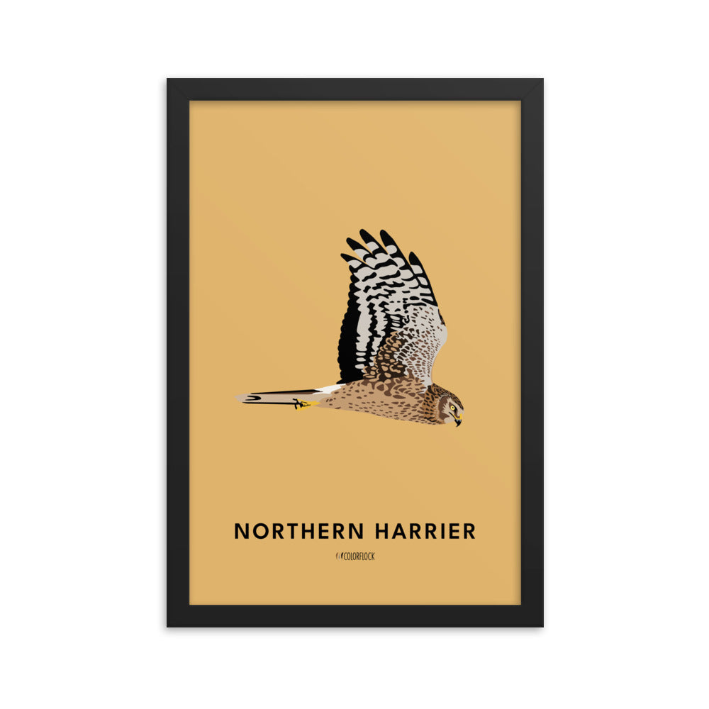 Northern Harrier Poster