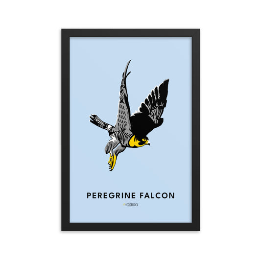 Peregrine Falcon Poster