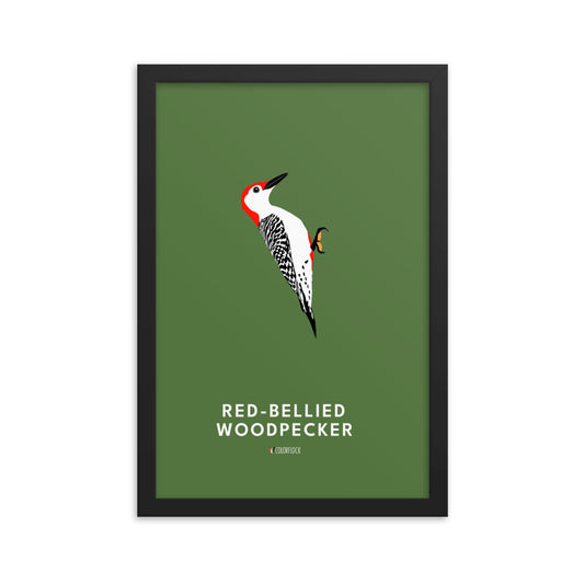 Red-bellied Woodpecker Poster