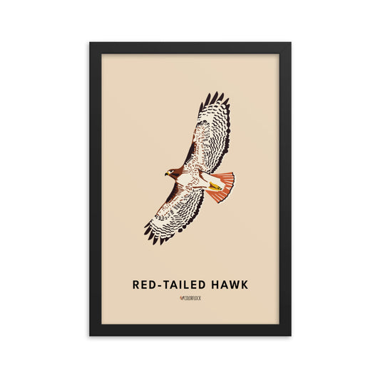 Red-tailed Hawk Poster