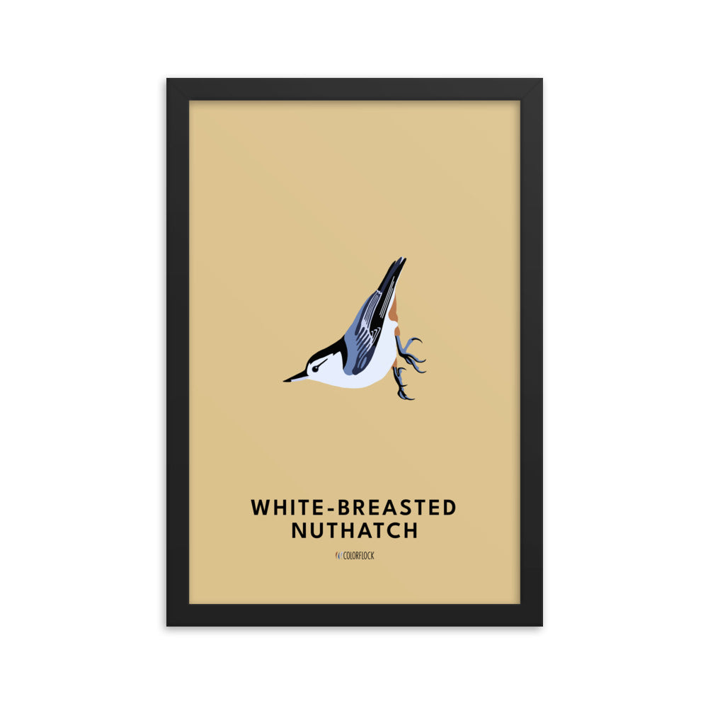 White-breasted Nuthatch Poster