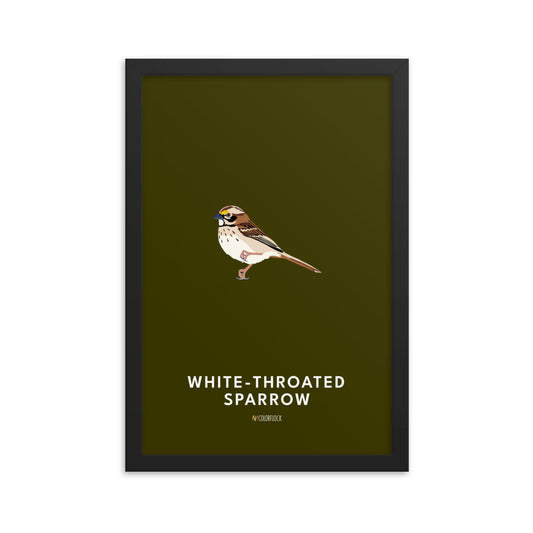 White-throated Sparrow Poster