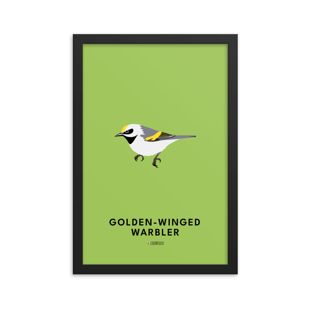 Golden-winged Warbler Poster