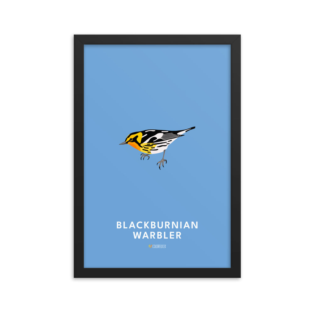 Blackburnian Warbler Poster