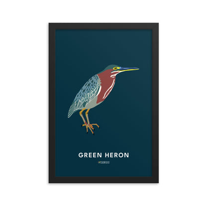 Green Heron Poster