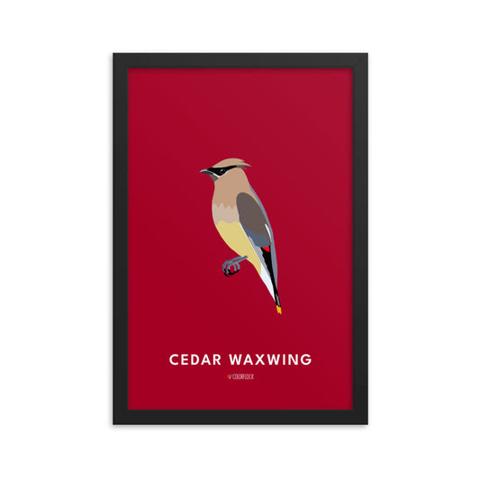 Cedar Waxwing Poster