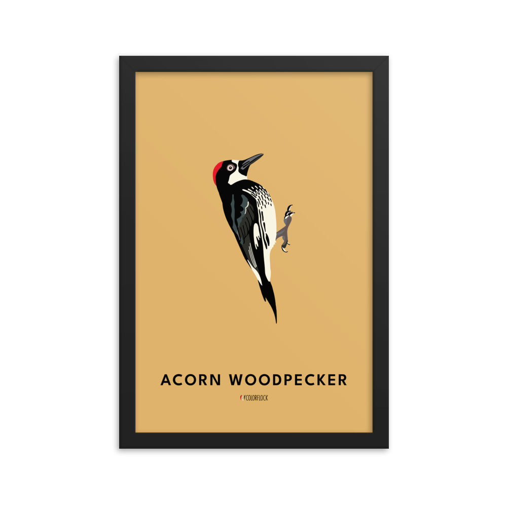 Acorn Woodpecker Poster