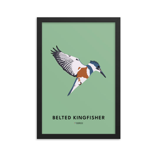 Belted Kingfisher Poster