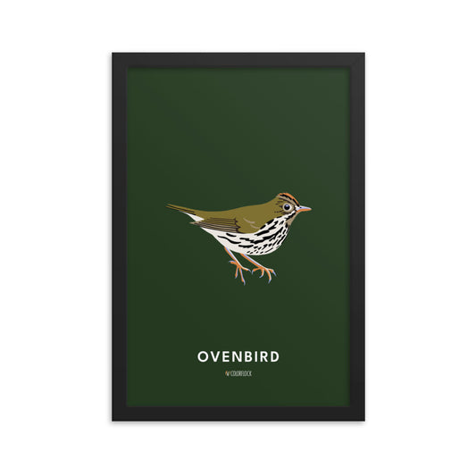 Ovenbird Poster