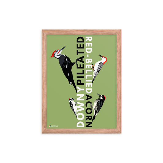 Special Edition Woodpeckers Poster