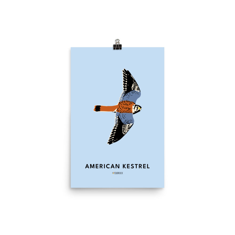 American Kestrel Poster