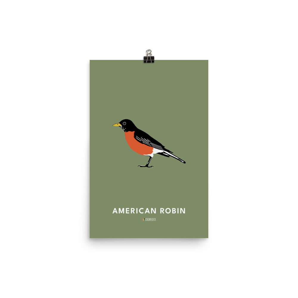 American Robin Poster