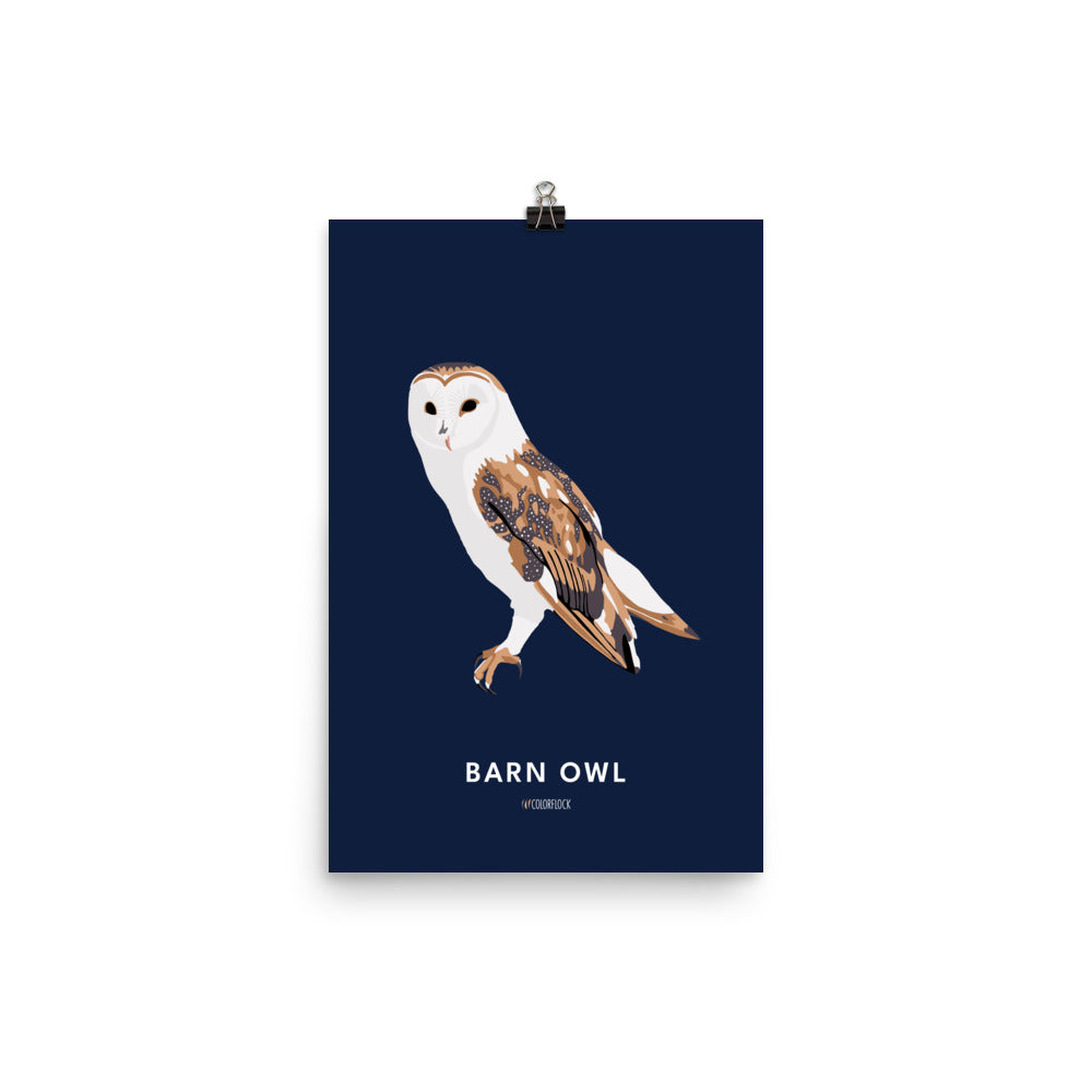 Barn Owl Poster