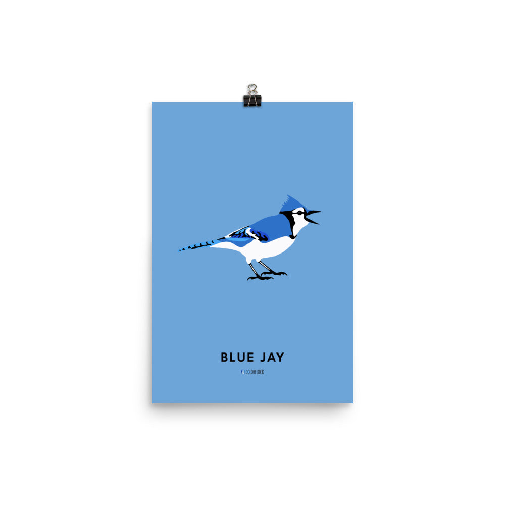 Blue Jay Poster